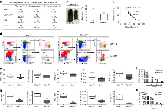 The Wave2 Scaffold Hem 1 Is Required For Transition Of Fetal Liver Hematopoiesis To Bone Marrow Nature Communications