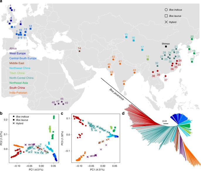 Whole-genome resequencing reveals world-wide ancestry and adaptive  introgression events of domesticated cattle in East Asia | Nature  Communications