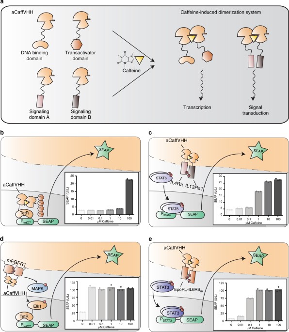 Caffeine Inducible Gene Switches Controlling Experimental Diabetes Nature Communications