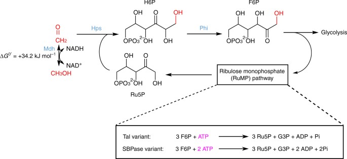 improving formaldehyde consumption drives methanol assimilation in the reason that metabolizing cells are small in size is because