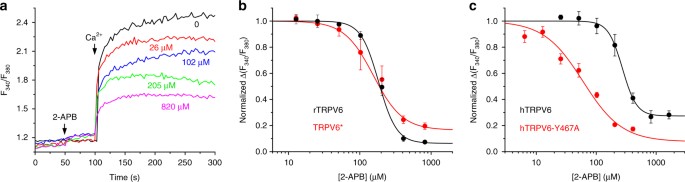 2 Apb Inhibition Of Ca2 Uptake Through Wild Type And Mutant Trpv6 Channels A Ratiometric Fura 2 Fluorescence Curves Recorded From Hek 293 Cells Expressing 2 Apb Inhibition Of Ca2 Uptake Through Wild Type And Mutant Trpv6 Channels A Ratiometric Fura 2 Fluorescence Curves Recorded From Hek 293 Cells Expressing