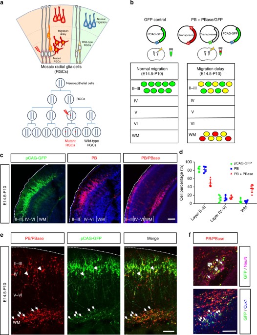 Identification of genes associated with cortical malformation using a transposon-mediated somatic mutagenesis screen in mice