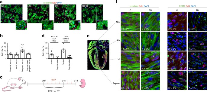 Paracrine Effect Of Regulatory T Cells Promotes Cardiomyocyte Proliferation During Pregnancy And After Myocardial Infarction Nature Communications