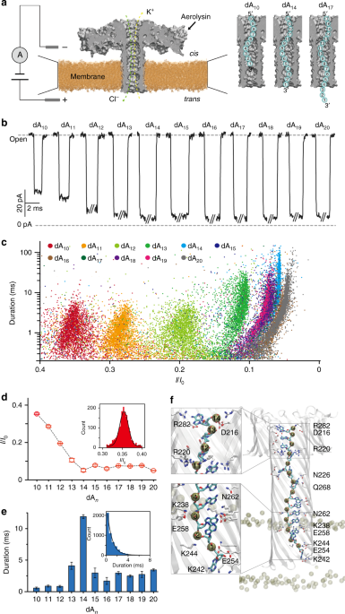 Mapping The Sensing Spots Of Aerolysin For Single Oligonucleotides Analysis Nature Communications