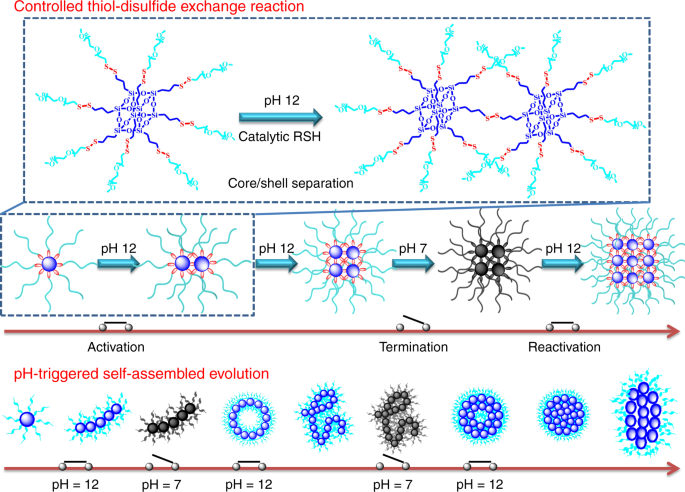 Dynamic And Programmable Morphology And Size Evolution Via A Living Hierarchical Self Assembly Strategy Nature Communications