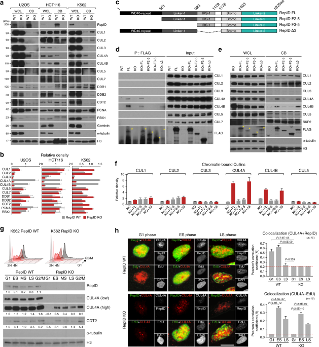 The Replication Initiation Determinant Protein Repid Modulates Replication By Recruiting Cul4 To Chromatin Nature Communications