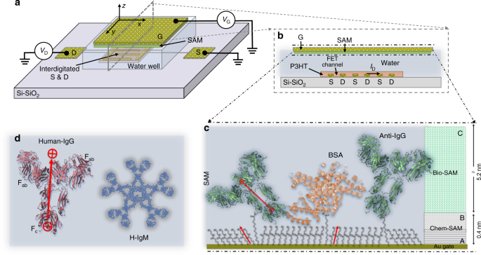 Single Molecule Detection With A Millimetre Sized Transistor Nature Communications