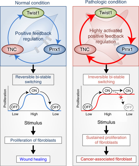 A positive feedback loop bistably activates fibroblasts Nature