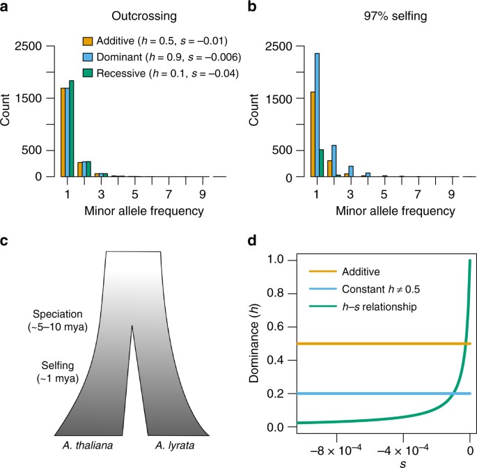 Gene expression drives the evolution of dominance | Nature Communications