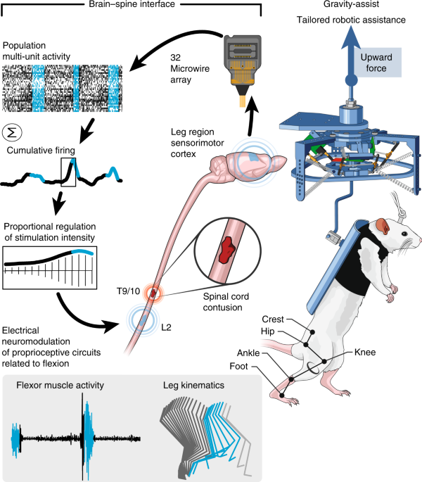 brain controlled modulation of spinal circuits improves what is a neuron