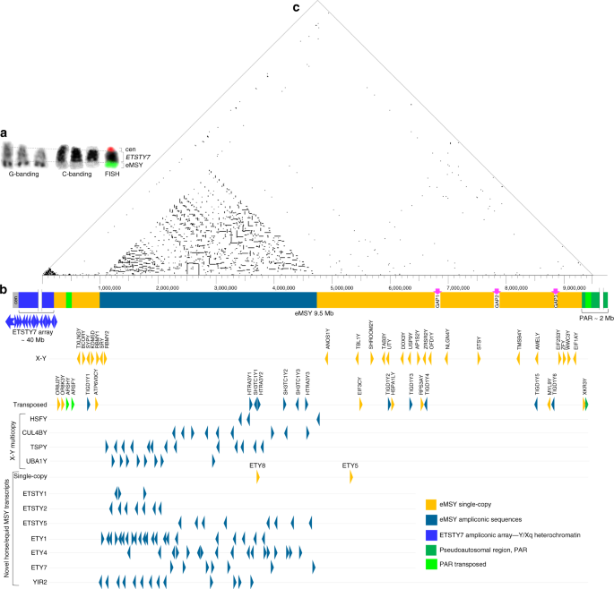 Horse Y Chromosome Assembly Displays Unique Evolutionary Features And Putative Stallion Fertility Genes Nature Communications Horse Y Chromosome Assembly Displays Unique Evolutionary Features And Putative Stallion Fertility Genes Nature Communications