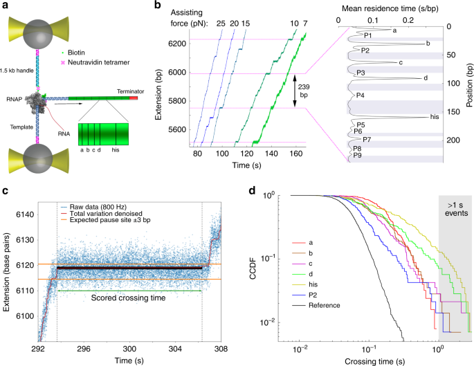 Pause Sequences Facilitate Entry Into Long Lived Paused States By Reducing Rna Polymerase Transcription Rates Nature Communications
