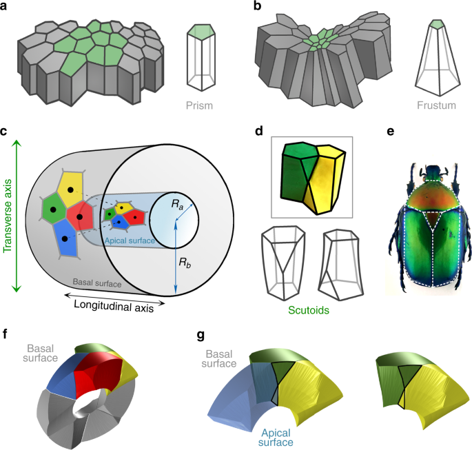 Scutoids Are A Geometrical Solution To Three Dimensional Packing Of Epithelia Nature Communications