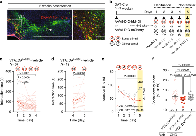 Role of VTA dopamine neurons and neuroligin 3 in sociability traits related  to nonfamiliar conspecific interaction | Nature Communications