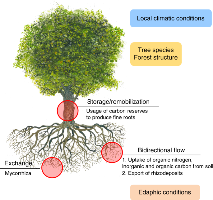 Unravelling the age of fine roots of temperate and boreal forests