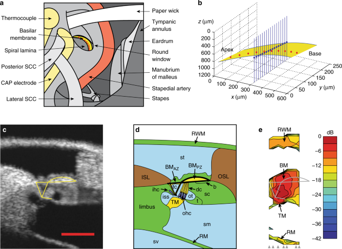 Color online) Temperature dependence of the hyperr sonic velocity