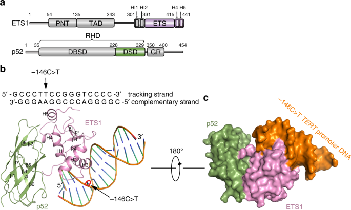 reactivating the mutant tert promoter