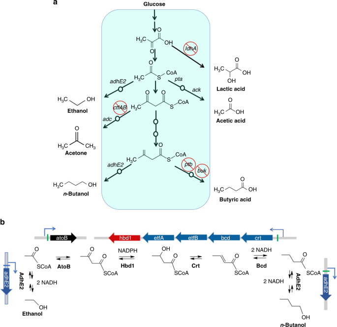 reviving the weizmann process
