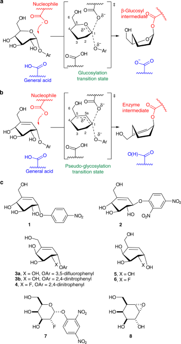 Revealing the mechanism for covalent inhibition of glycoside hydrolases ...