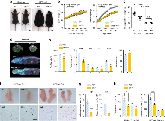 Mkrn1 Loss of the E3 ubiquitin ligase MKRN1 represses diet-induced metabolic ...