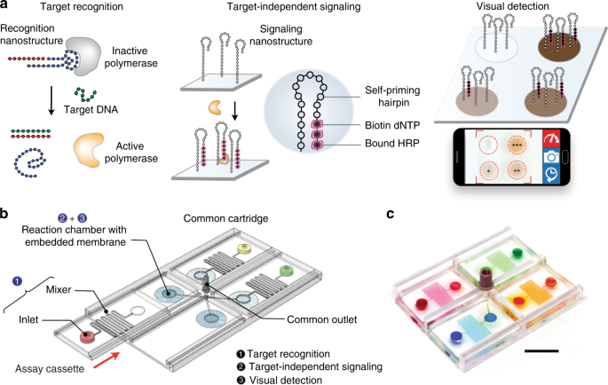 Visual And Modular Detection Of Pathogen Nucleic Acids With Enzyme Dna Molecular Complexes Nature Communications
