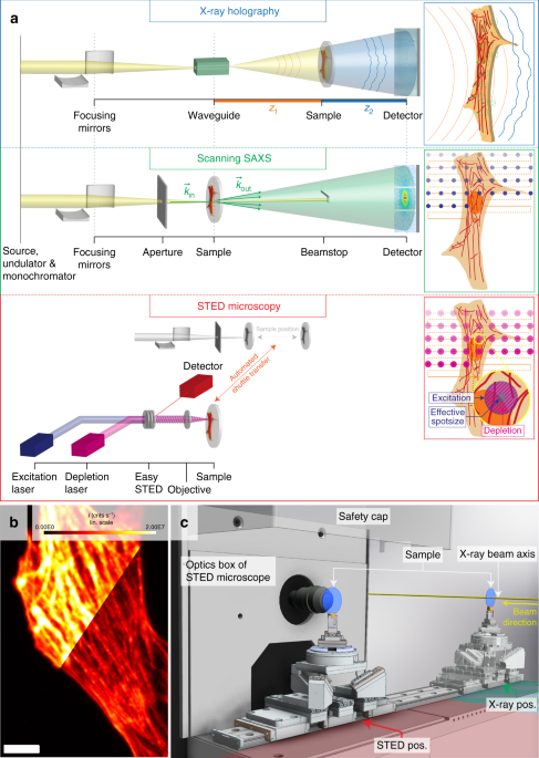 Correlative Microscopy Approach For Biology Using X Ray Holography X Ray Scanning Diffraction And Sted Microscopy Nature Communications