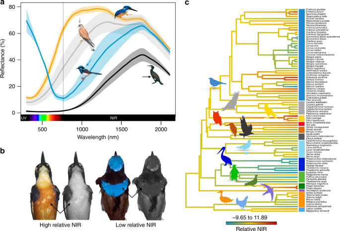 Reflection of near-infrared light confers thermal protection in birds |  Nature Communications