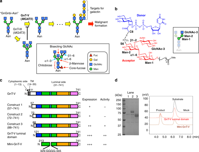 Structure And Mechanism Of Cancer Associated N Acetylglucosaminyltransferase V Nature Communications