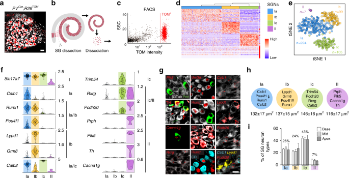Research Identifies Complex Of Neurons >> Neuronal Heterogeneity And Stereotyped Connectivity In The Auditory Research Identifies Complex Of Neurons >> Neuronal Heterogeneity And Stereotyped Connectivity In The Auditory
