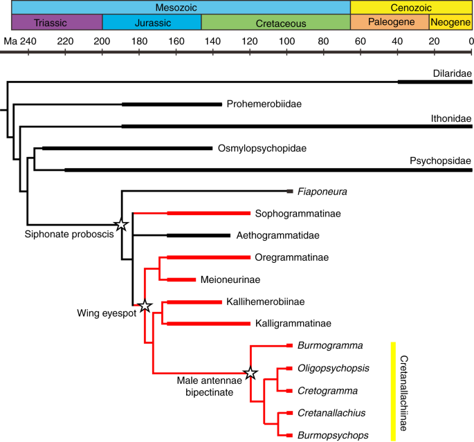 High niche diversity in Mesozoic pollinating lacewings