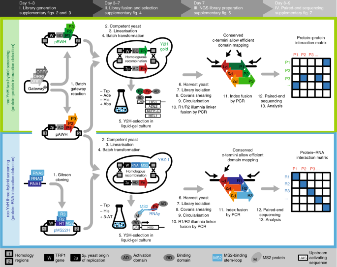 rec-YnH enables simultaneous many-by-many detection of direct