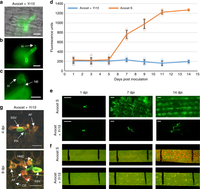 Cloning Of The Wheat Yr15 Resistance Gene Sheds Light On The Plant Tandem Kinase Pseudokinase Family Nature Communications