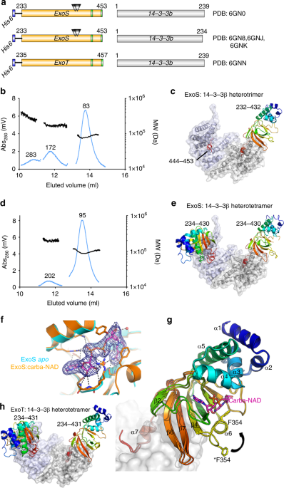 14 3 3 Proteins Activate Pseudomonas Exotoxins S And T By