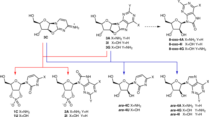 Selective prebiotic conversion of pyrimidine and purine anhydronucleosides  into Watson-Crick base-pairing arabino-furanosyl nucleosides in water |  Nature Communications