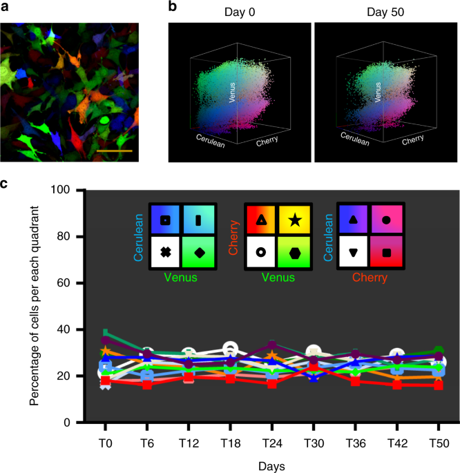 Clonal dynamics in osteosarcoma defined by rgb marking