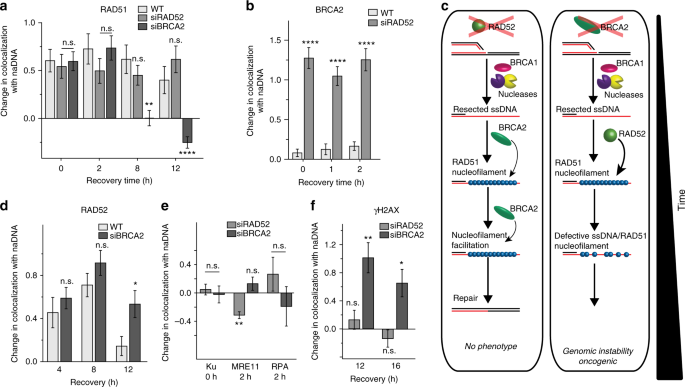 Depletion of RAD51 and BRCA2, which regulate the association of TERRA