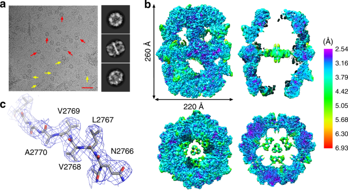 Structure Of Type I Mycobacterium Tuberculosis Fatty Acid Synthase At 3 3 A Resolution Nature Communications
