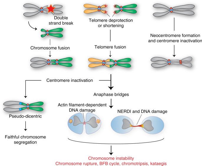 The dark side of centromeres: types, causes and consequences of structural  abnormalities implicating centromeric DNA