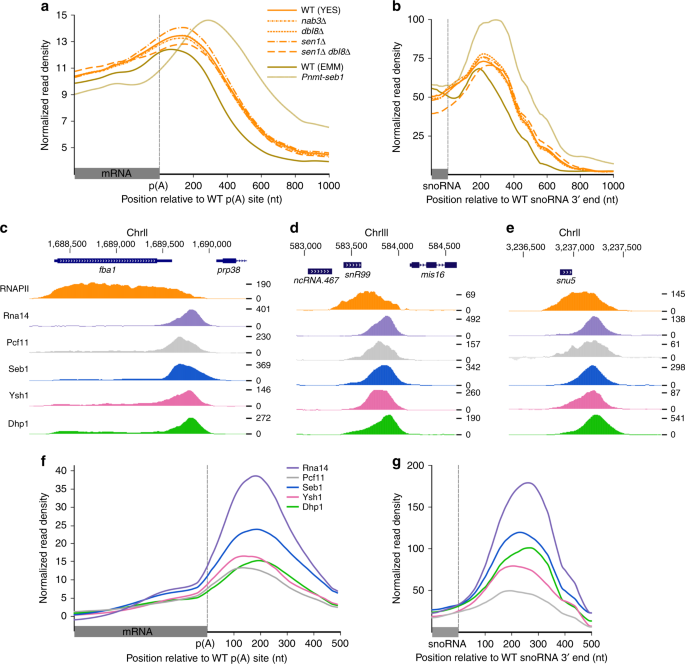 Common Mechanism Of Transcription Termination At Coding And Noncoding Rna Genes In Fission Yeast Nature Communications