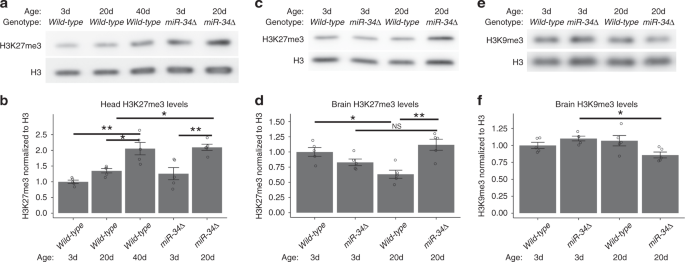 MiR 34 inhibits poly b repressive plex 2 to modulate chaperone