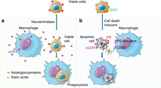 Macrophages Regulate The Clearance Of Living Cells By Calreticulin Nature Communications