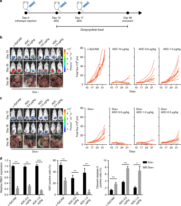 heterozygous deletion of chromosome