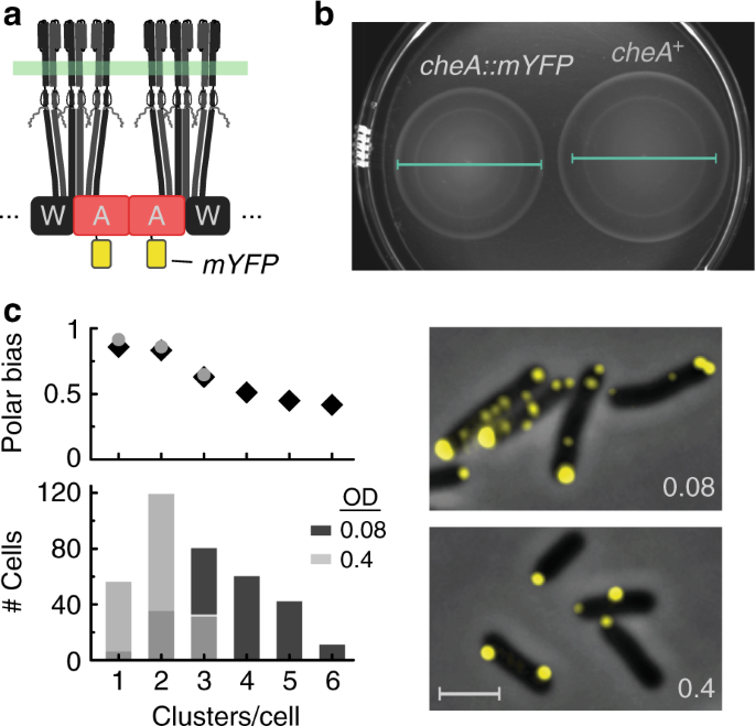 Long Term Positioning And Polar Preference Of Chemoreceptor Clusters In E Coli Nature Communications