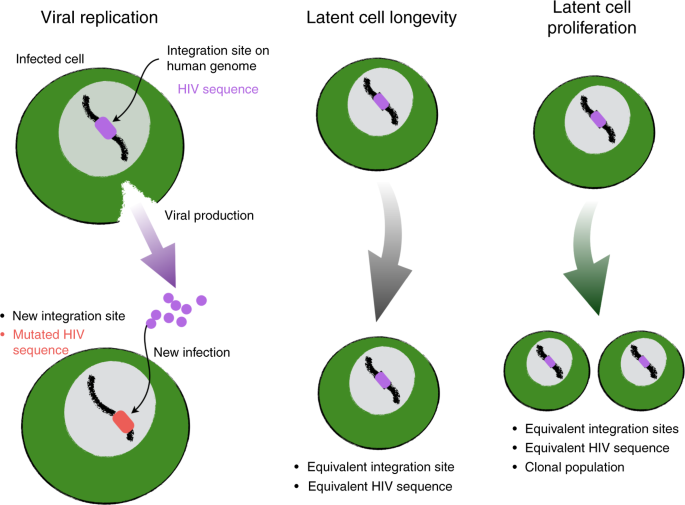 Defining total-body AIDS-virus burden with implications for