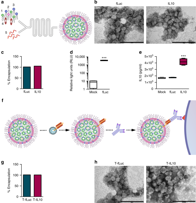 Cell specific delivery of modified mRNA expressing therapeutic proteins to leukocytes - Nature Communications