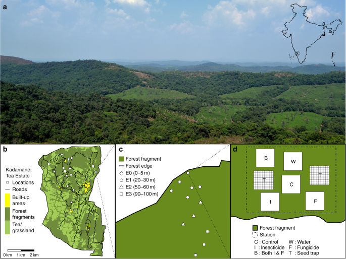 Weaker Plant Enemy Interactions Decrease Tree Seedling Diversity