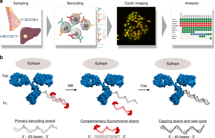 single cell barcode analysis provides a