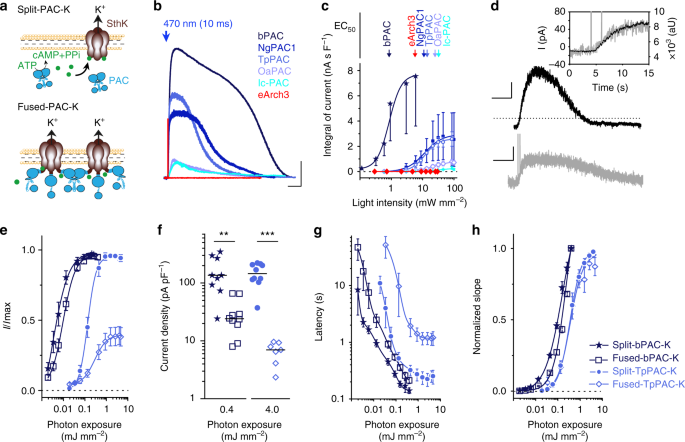 Potassium Channel Based Optogenetic Silencing Nature Communications Potassium Channel Based Optogenetic Silencing Nature Communications