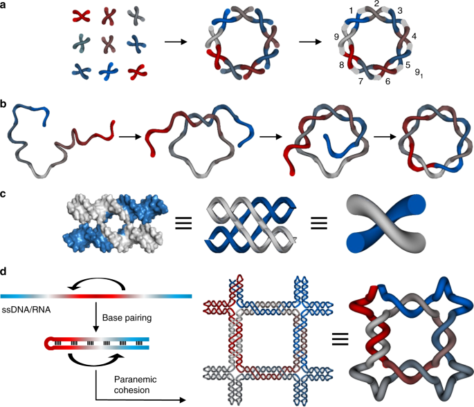 Programming Molecular Topologies From Single Stranded Nucleic Acids Nature Communications Programming Molecular Topologies From Single Stranded Nucleic Acids Nature Communications