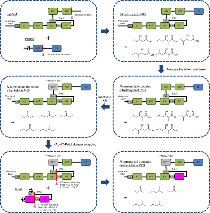 Short-chain ketone production by engineered polyketide synthases in  Streptomyces albus | Nature Communications